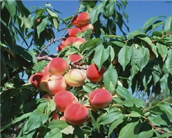 夏季河南桃樹苗應該怎樣修剪？